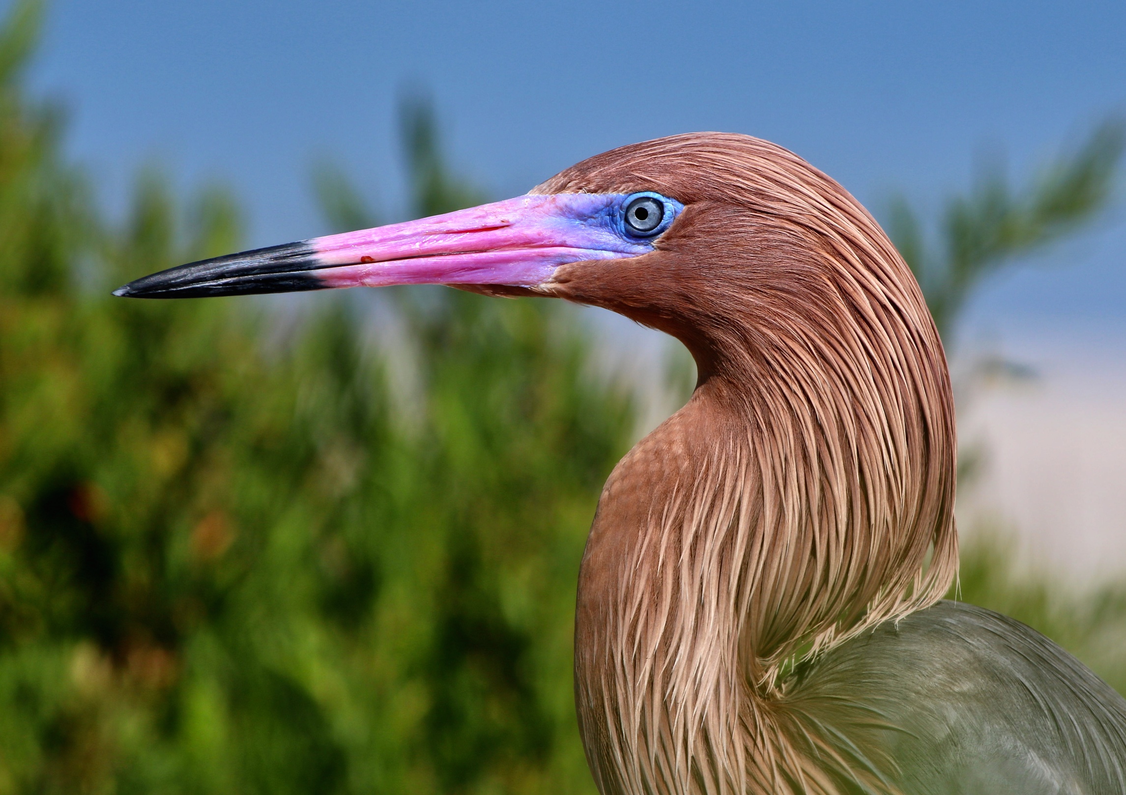 Reddish Egret Portrait Shutterbug